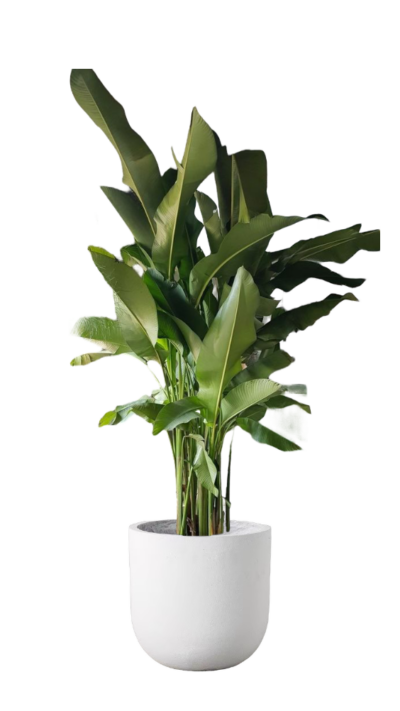 Heliconia - False Bird of Paradise